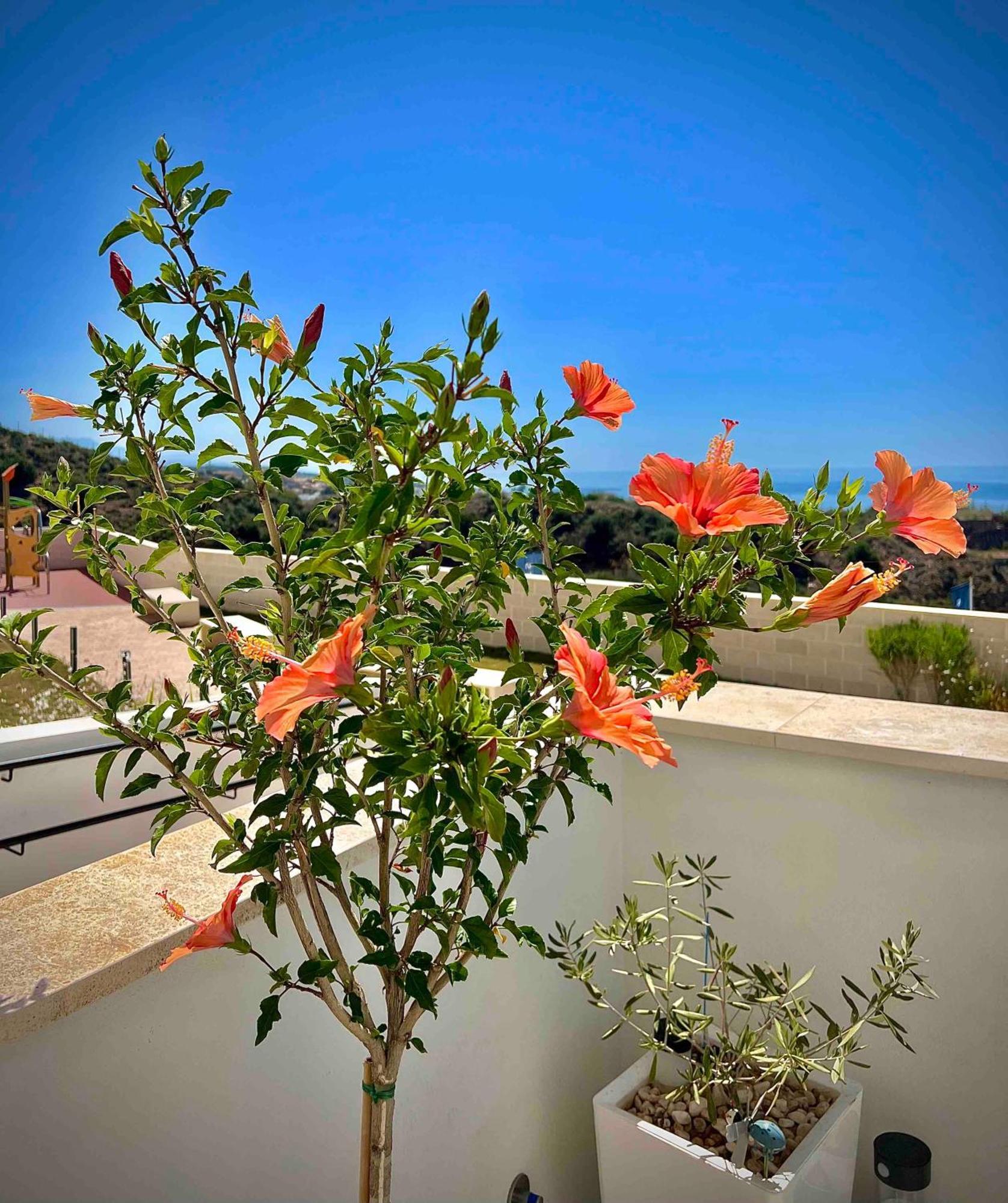 Rincon Idilia Apartment Rincón de la Victoria Екстериор снимка